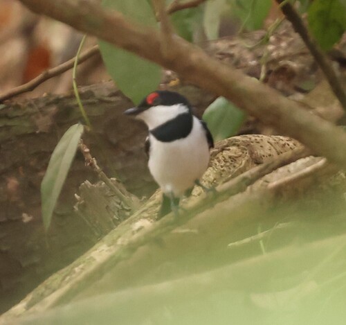 Brown-throated Wattle-eye