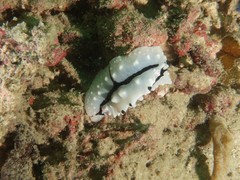 Phyllidiopsis shireenae
