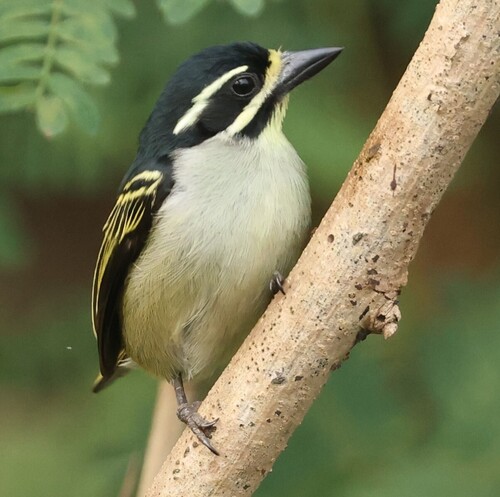 Yellow-rumped Tinkerbird