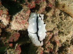 Phyllidiopsis shireenae