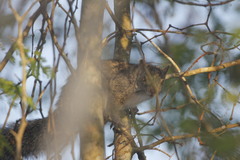 Sciurus yucatanensis yucatanensis
