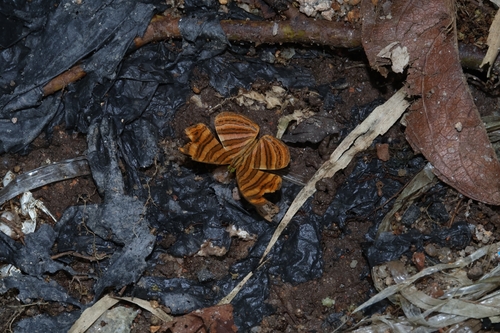 Little Maplet