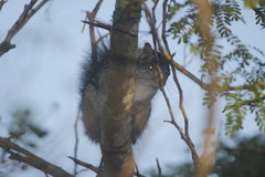 Sciurus yucatanensis yucatanensis
