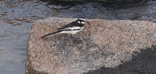 African Pied Wagtail