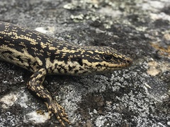 Oligosoma grande