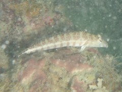 Parapercis xanthozona