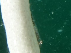 Bryaninops