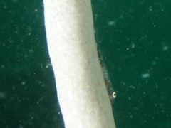 Bryaninops