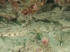 Platycephalidae