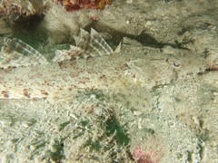 Platycephalidae