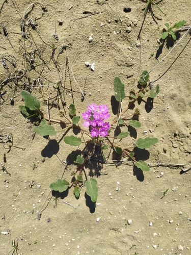 Slender Sand Verbena (Abronia gracilis)
