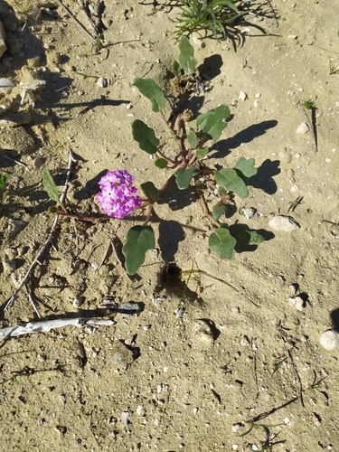 Image of Abronia gracilis by (c) Daniela Gámez, some rights reserved (CC BY)