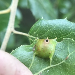 Callirhytis perfoveata