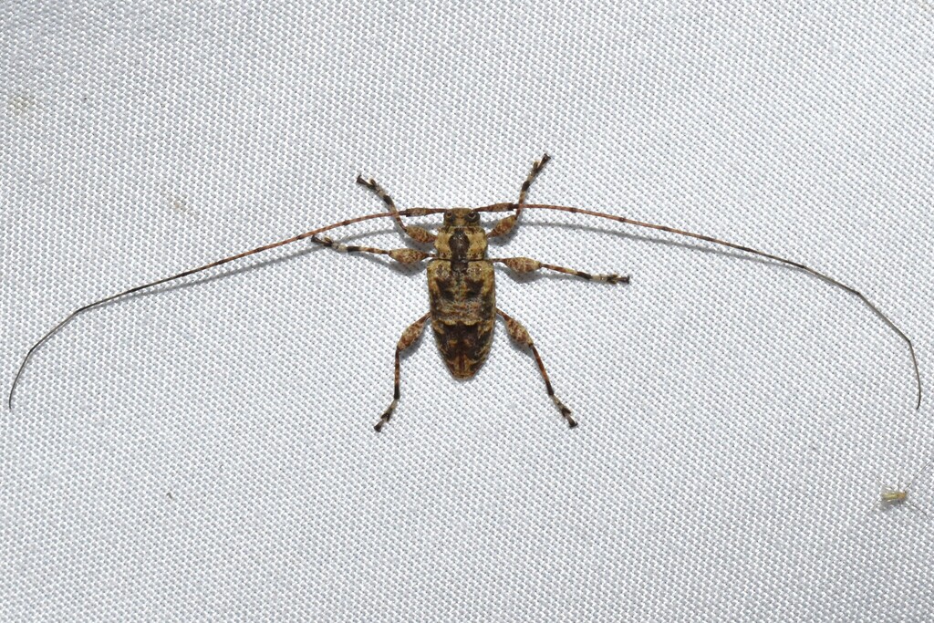 Leptostylopsis longicornis