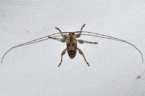 Leptostylopsis longicornis