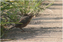 Cantorchilus longirostris