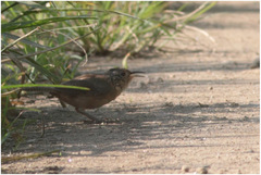 Cantorchilus longirostris