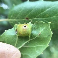 Callirhytis perfoveata