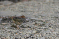 Myiothlypis rivularis