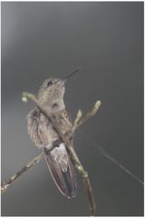 Eupetomena cirrochloris