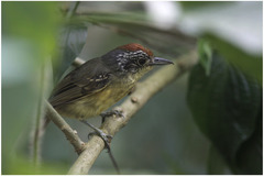 Dysithamnus stictothorax