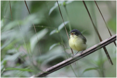 Todirostrum poliocephalum