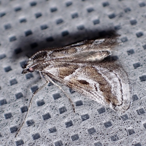 Decaturia pectinalis photo 2