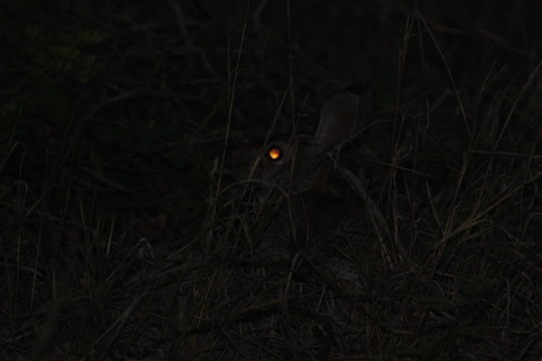 Sylvilagus yucatanicus