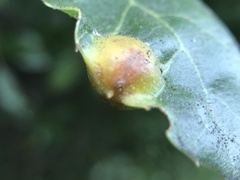 Callirhytis perfoveata