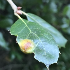 Callirhytis perfoveata
