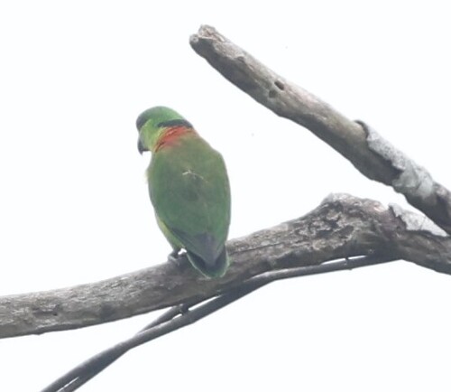 Black-collared Lovebird