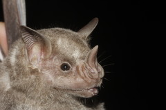 Artibeus jamaicensis yucatanicus
