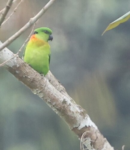 Black-collared Lovebird