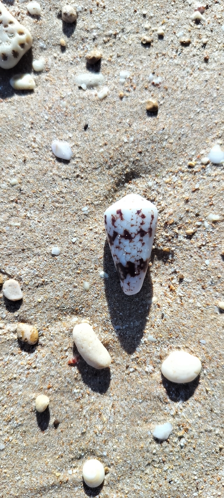 Nicobar cone