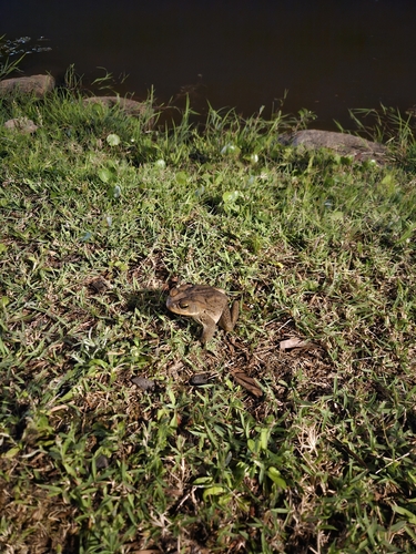 Yellow Cururu Toad