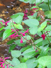 Salvia chiapensis