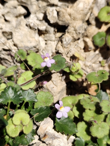 Cymbalaria glutinosa (Cymbalaria glutinosa)