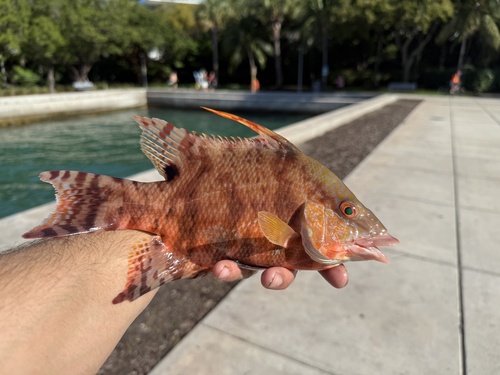 Hogfish (Lachnolaimus maximus) — Labridae — 3