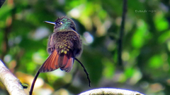 Heliodoxa rubricauda