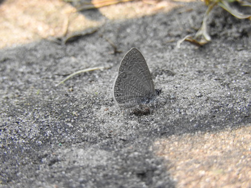 African Line Blue