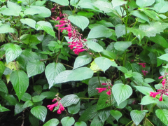 Salvia chiapensis