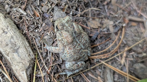 American Toad