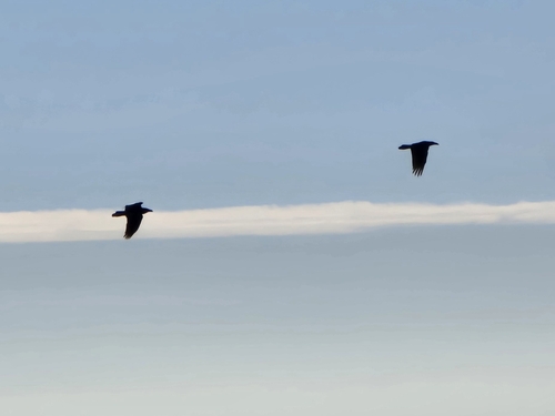 Common Raven photographed in South Carolina