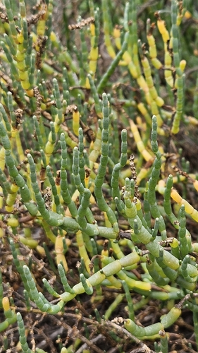 iNaturalist observation photo of Pacific Glasswort