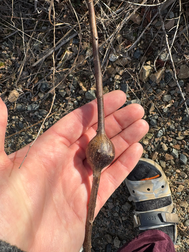 Unknown species found near Kennett Square, PA, US