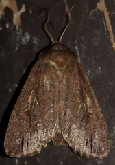 Ufeus satyricus