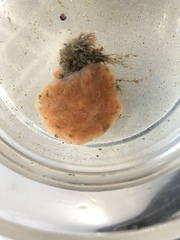 Cystodytes lobatus