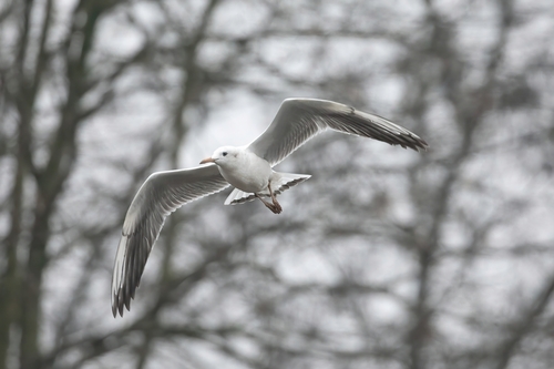 Slender-billed Gull (Chroicocephalus genei), photo 9