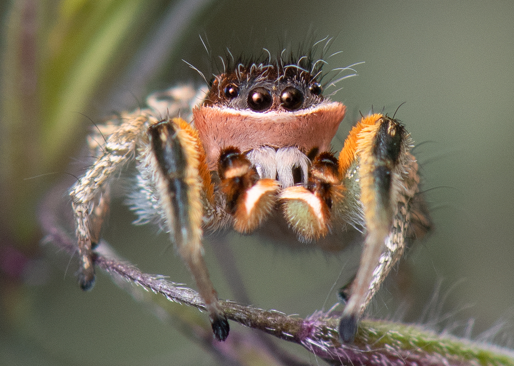 Habronattus mustaciatus