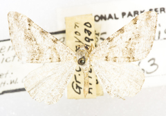 Digrammia pictipennata